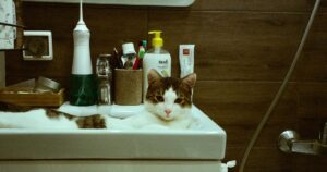 de ultieme koopgids voor elektrische tandenborstel