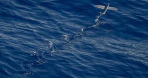 banner 22